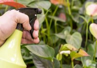 Featured image for Pest Problems, Green Solutions: Eco-Friendly Approaches to Infestations