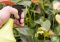 Featured image for Pest Problems, Green Solutions: Eco-Friendly Approaches to Infestations