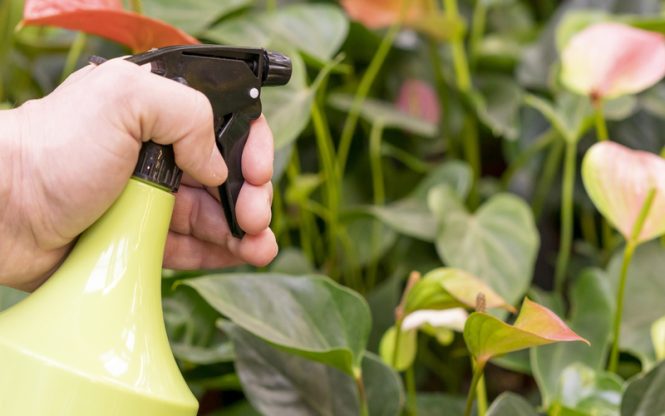 Featured image for Pest Problems, Green Solutions: Eco-Friendly Approaches to Infestations