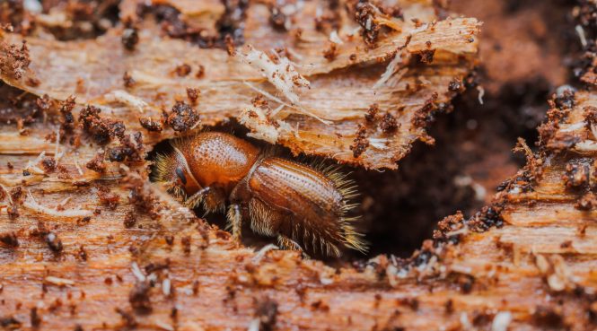 Featured image for Pest Prevention: Fortifying Your Home Against Seasonal Invaders