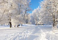 Featured image for Winter Woes: Tackling Cold Weather Damage Before It Worsens